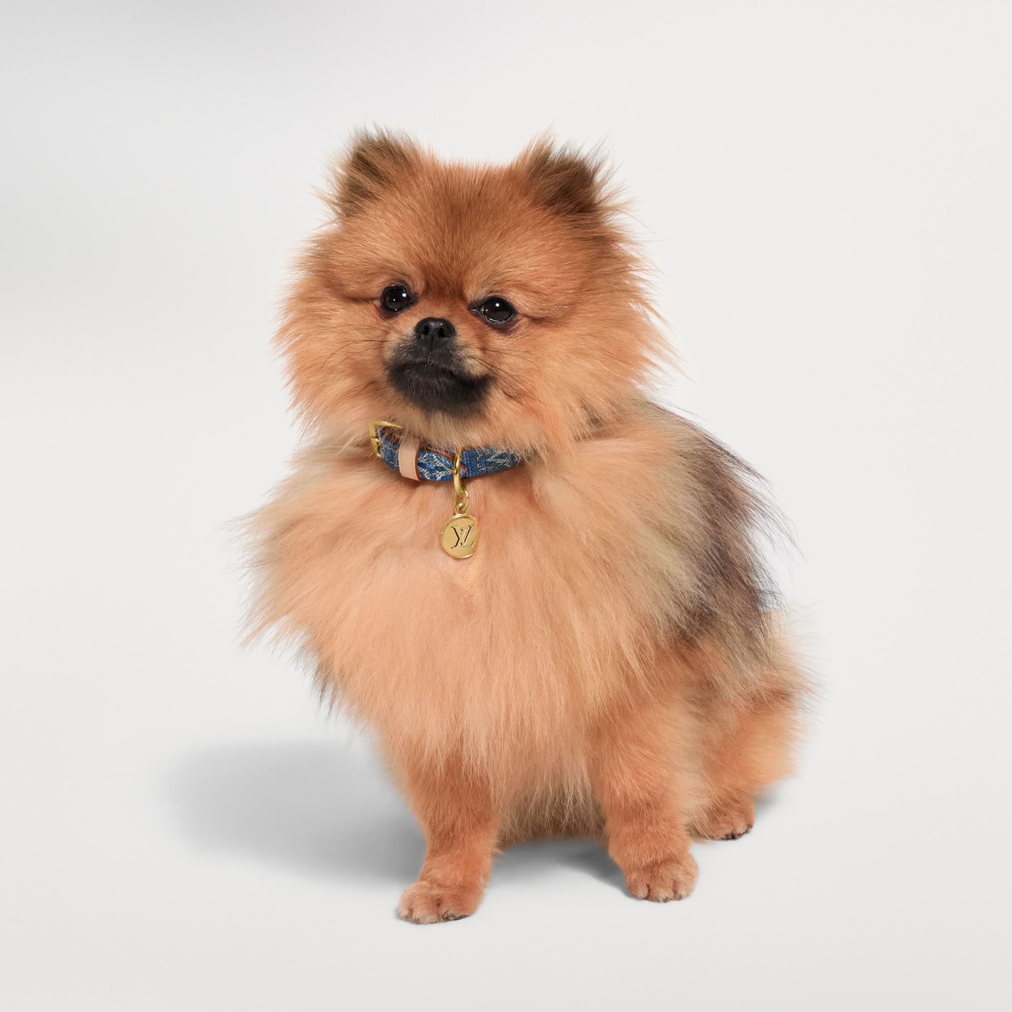 Dog Collar XS . - Pets Accessories | LOUIS VUITTON
